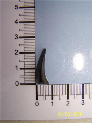 CEMEX_0302: Shark Tooth